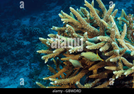 Three longnose filefish, Oxymonacanthus longirostris, in an Acropora sp. coral, Maldives, Indian Ocean Stock Photo