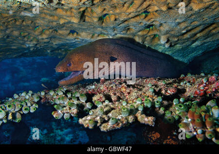 Giant Moray, Gymnothorax javanicus, between two table corals in Maldives, Indian Ocean Stock Photo