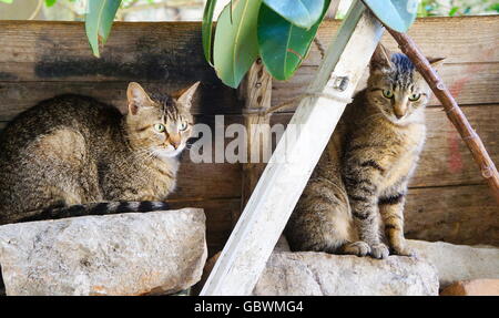 Two adorable small cats sitting on rocks outdoors Stock Photo