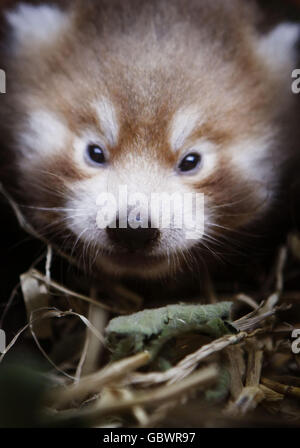 Closeup shot of a lesser panda in the wild Stock Photo - Alamy