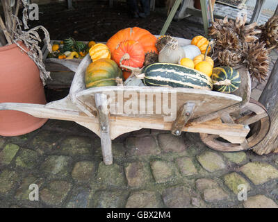 Display of Gourds, Winter Squashes and Pumpinks in the Fruit and Vegetable Garden in Winter at RHS Rosemoor, Devon, England, UK Stock Photo
