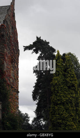 A tree with a top that appears in the shape of the head of a dragon or dog in the grounds of Shendish Manor Hotel & Golf Course in Apsley near Hemel Hempstead, Hertfordshire. Stock Photo