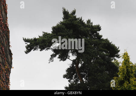 Dragon shaped tree Stock Photo