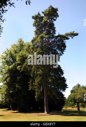 A tree with a top that appears in the shape of the head of a dragon in the grounds of Shendish Manor Hotel & Golf Course in Apsley near Hemel Hempstead, Hertfordshire. Stock Photo