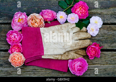 gardening gloves surrounded by roses Stock Photo