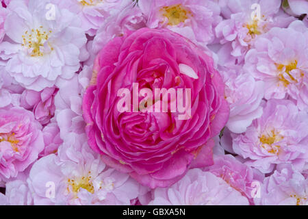 rose in punk flowers Stock Photo