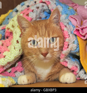 ginger cat Stock Photo