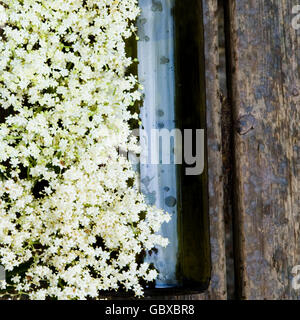 elderflower cordial making Stock Photo