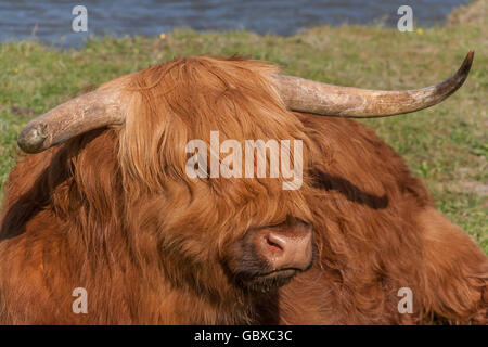 Close up of a highland cow in a meadow Stock Photo