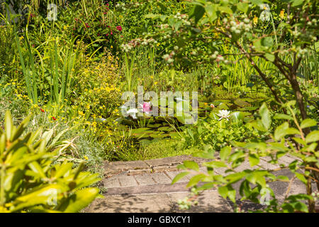 Garden pond in residential back garden, England Stock Photo