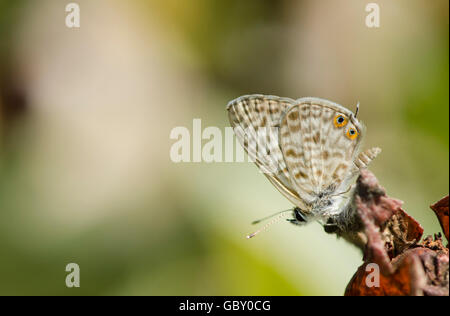 Common Zebra Blue, lang's short-tailed blue, Leptotes pirithous, butterfly, Spain. Stock Photo