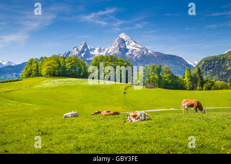 Idyllic landscape in the Alps with cows grazing on fresh green mountain pastures with snowcapped mountain tops in the background Stock Photo