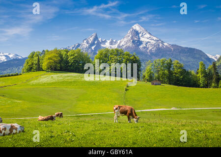 Idyllic landscape in the Alps with cows grazing on fresh green mountain pastures with snowcapped mountain tops in the background Stock Photo