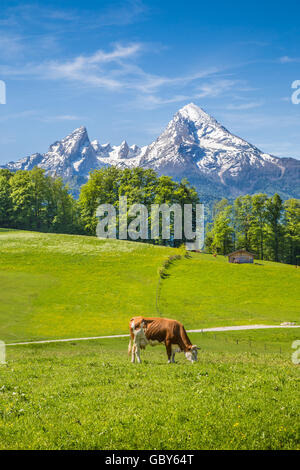 Idyllic landscape in the Alps with cows grazing on fresh green mountain pastures with snowcapped mountain tops in the background Stock Photo