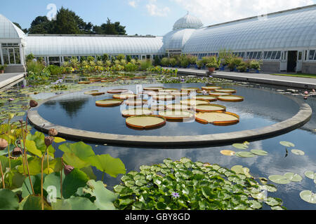 Pond with water lilies, New York Botanical Garden, Bronx, NY Stock Photo