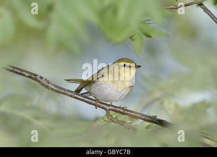 Wood Warbler - Phylloscopus sibilatrix Stock Photo