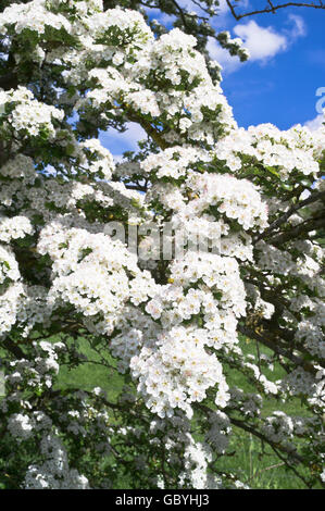 dh Crataegus monogyna HAWTHORN UK ENGLAND White flower blossom flowering hedge tree Stock Photo