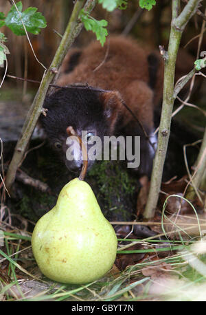 Baby Lemur Stock Photo