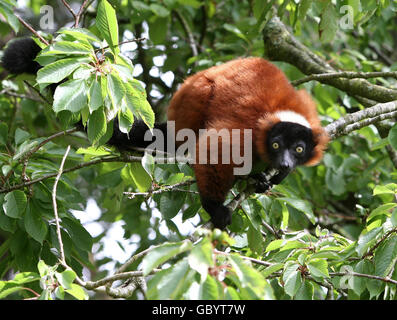 Ruby mother of two-week-old Ruffles, the Red Ruffed Lemur, at Lemur Land in Blair Drummond Safari Park. It is the first example of the endangered species to be born at the park. Stock Photo