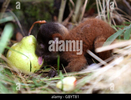 Two-week-old Ruffles, the Red Ruffed Lemur investigates a pear at Lemur Land in Blair Drummond Safari Park. It is the first example of the endangered species to be born at the park. Stock Photo