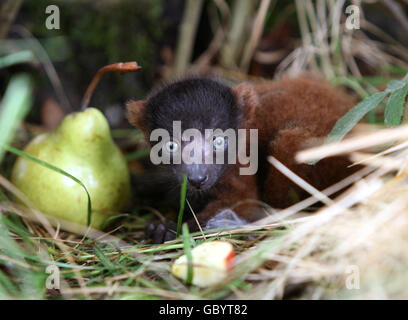 Two-week-old Ruffles, the Red Ruffed Lemur investigates a pear at Lemur Land in Blair Drummond Safari Park. It is the first example of the endangered species to be born at the park. Stock Photo