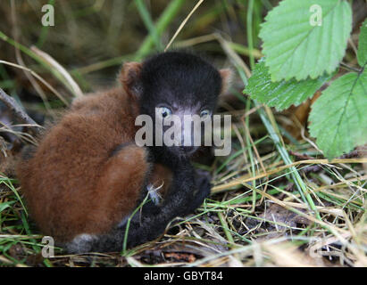 Baby Lemur Stock Photo