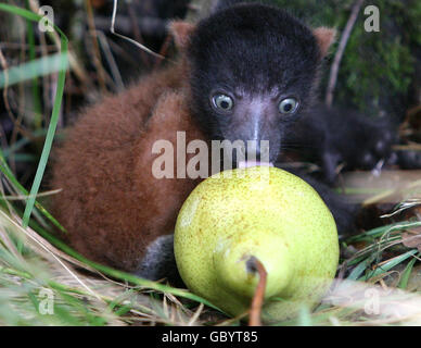 Two-week-old Ruffles, the Red Ruffed Lemur investigates a pear at Lemur Land in Blair Drummond Safari Park. It is the first example of the endangered species to be born at the park. Stock Photo