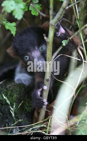 Baby Lemur Stock Photo