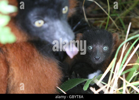 Two-week-old Ruffles, the Red Ruffed Lemur with its mother, Ruby (left) at Lemur Land in Blair Drummond Safari Park. It is the first example of the endangered species to be born at the park. Stock Photo