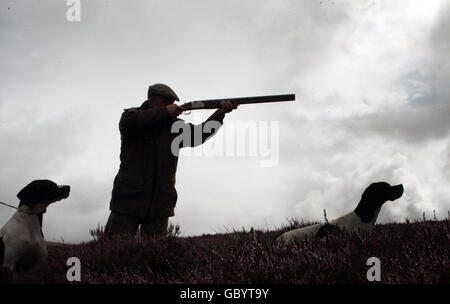 Ian Elliot, Grouse Keeper at Horseupcleugh and Pointing dogs, on the heather moorland in Berwickshire looking for red grouse ahead of the Glorious 12th grouse shooting season across Scotland. Grouse shooting has largely escaped the bite of the recession according to the Moorland Association. Stock Photo