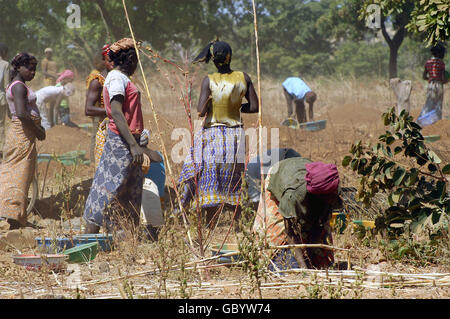 mine in wild golden Poura gold diggers come from everywhere to dig for gold nuggets Stock Photo