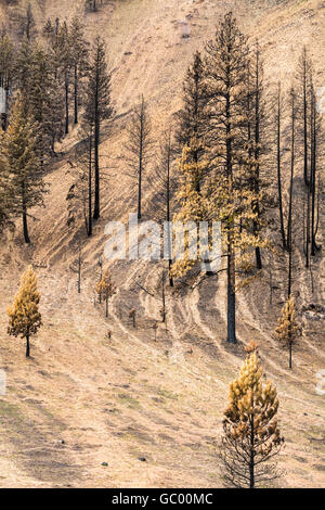 Burned pine trees on charred hillside landscape with soil erosion after a natural disaster forest fire wildfire Stock Photo