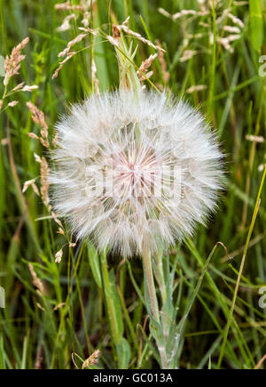 Fluffy white seed head of wild dandelion on Central Colorado ranch; USA Stock Photo