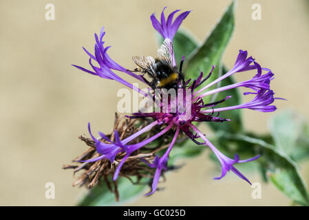 A bumble bee on a perennial cornflower (Centaurea montana) Stock Photo