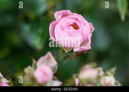 A close up of a pink flower of a fairy shrub rose Stock Photo