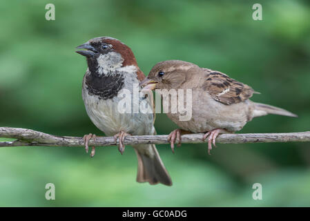 Male and female house sparrows perched on a branch Stock Photo