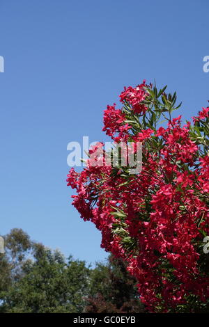 Red and pink oleander flowers, California Stock Photo