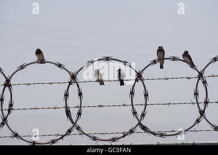 Barn swallows sitting on a barbed wire fence, Bay Area Trail, California Stock Photo