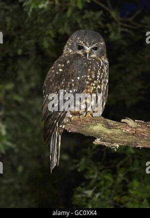 Morepork - Ninox novaeseelandiae Stock Photo