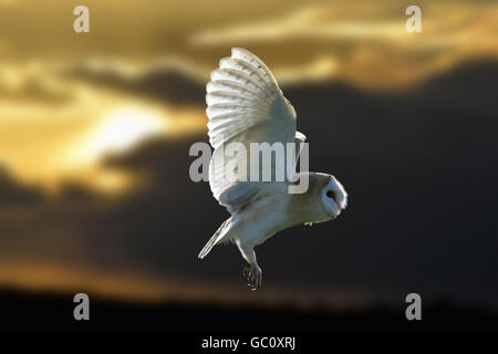 Flying Owl Silhouette Stock Photo 283103422 Alamy