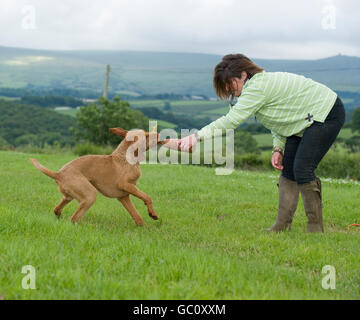 gundog not letting go of a dummy, bad gundog Stock Photo