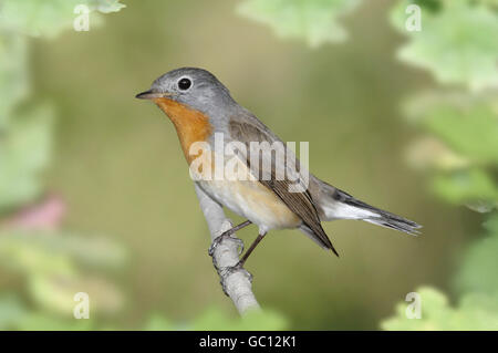 Red-breasted Flycatcher - Ficedula parva Stock Photo