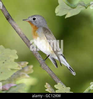 Red-breasted Flycatcher - Ficedula parva Stock Photo