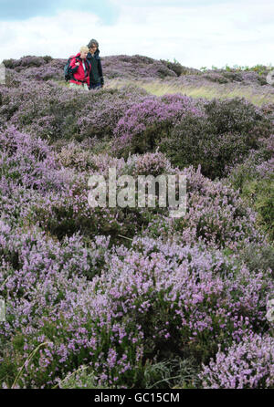 Heather on the North Yorkshire Moors Stock Photo