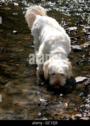 White dog drinking from river, UK Stock Photo