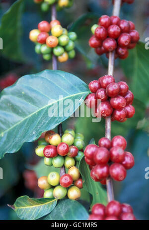 a coffee plantation neat the city of Antigua in Guatemala in central America. Stock Photo