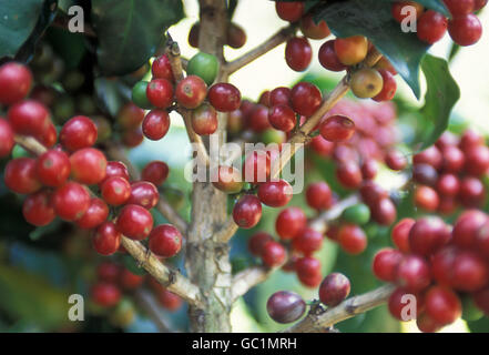 a coffee plantation neat the city of Antigua in Guatemala in central America. Stock Photo