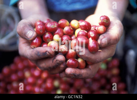 a coffee plantation neat the city of Antigua in Guatemala in central America. Stock Photo