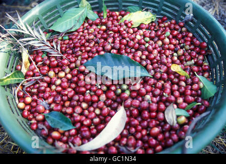 a coffee plantation neat the city of Antigua in Guatemala in central America. Stock Photo