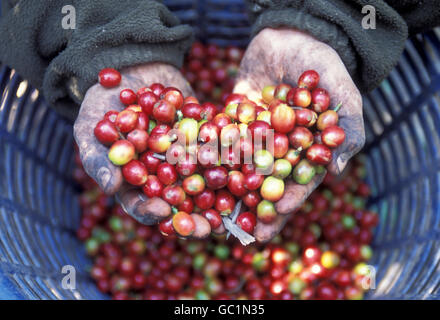 a coffee plantation neat the city of Antigua in Guatemala in central America. Stock Photo